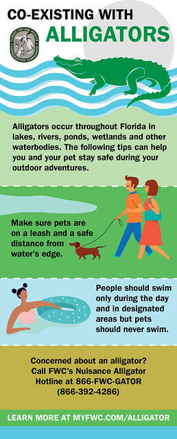living with alligators